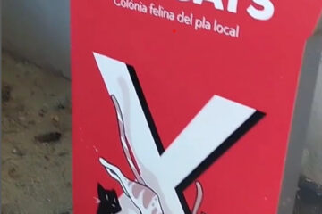 El Partido Popular de Xàtiva manifiesta su preocupación por la situación actual de las colonias felinas de la ciudad