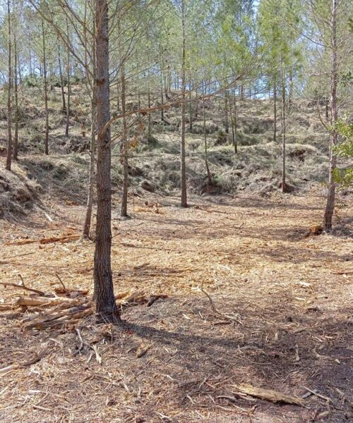 Vallada limpia seis hectáreas forestales para la prevención de incendios